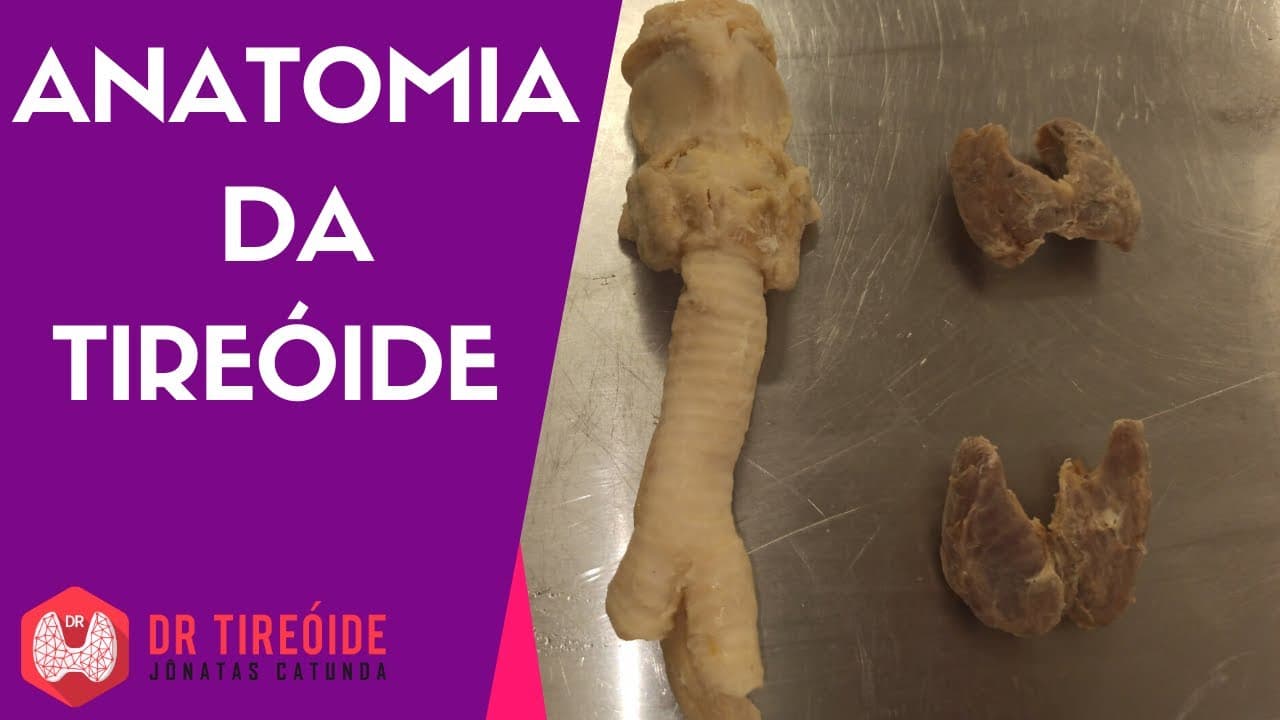 Anatomia da tireóide - Aula com peças anatômicas de cadáver, plastinadas