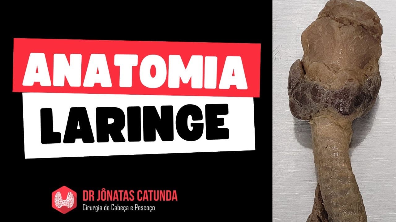 Anatomia da Laringe - Peça anatômica real