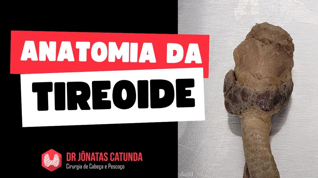 Anatomia da tireoide - Laboratório de Anatomia humana, peça cadavérica