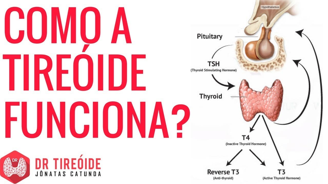 Como a tireoide funciona e para que ela serve