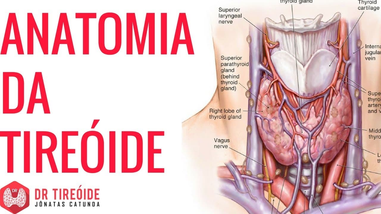 Anatomia da tireoide - Onde se localiza? | Dr Jônatas Catunda