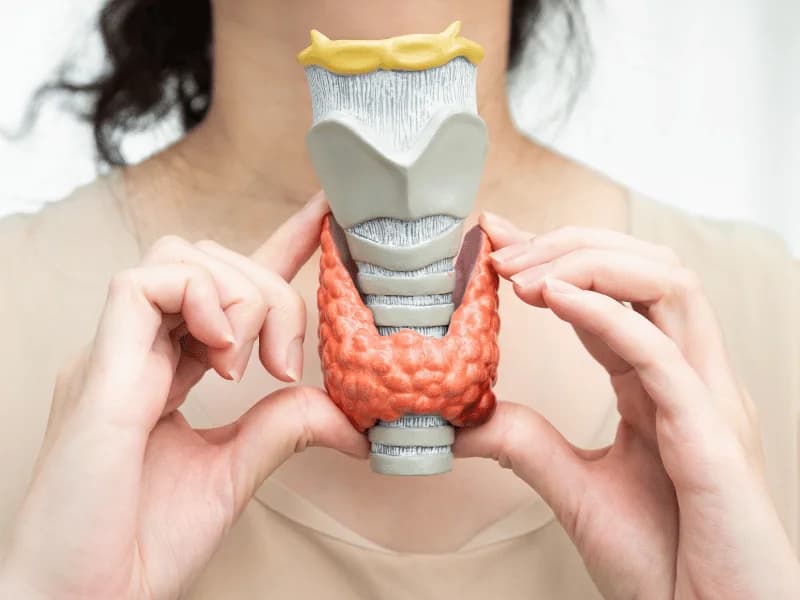 Hashimoto: Tireoidite Autoimune - Sintomas, Diagnóstico e Tratamento 2026