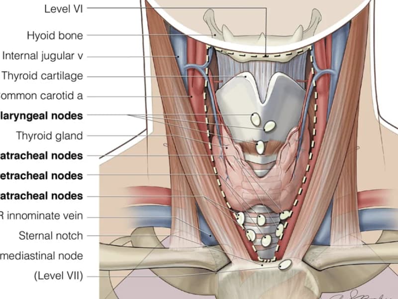 Hipotireoidismo: Sintomas, Causas e Tratamento Completo 2026
