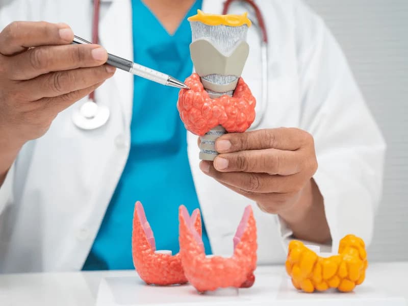 Tireoide, Peso e Metabolismo: Engorda ou Emagrece? | Guia Completo 2026