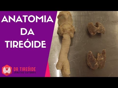 Anatomia da tireóide - Aula com peças anatômicas de cadáver, plastinadas