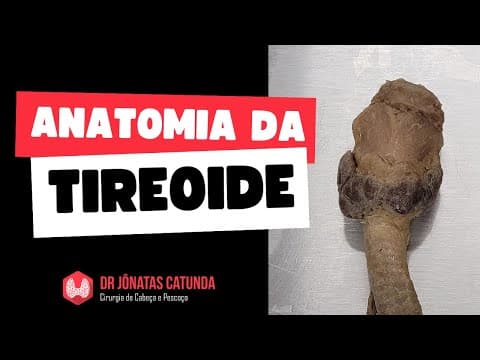 Anatomia da tireoide - Laboratório de Anatomia humana, peça cadavérica