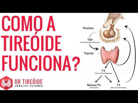 Como a tireoide funciona e para que ela serve