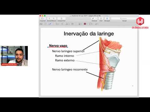 Anatomia das vias aéreas superiores - Aula ao vivo para o S3 de Medicina Unichritus